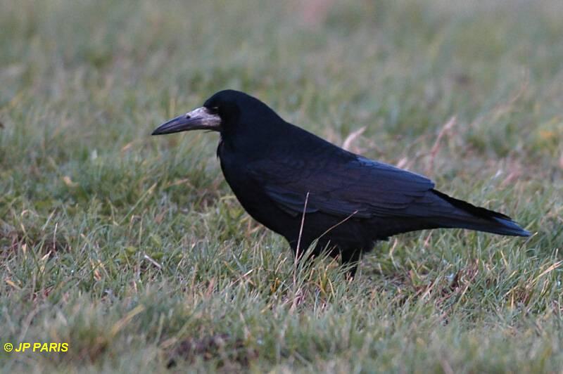 Corvus frugilegus